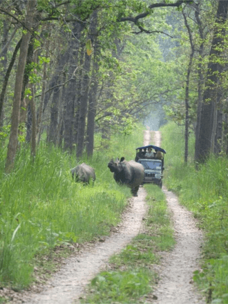 Jungle Safari