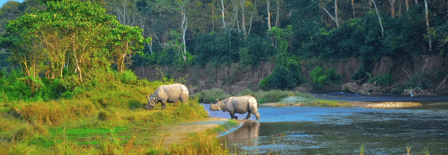 Chitwan Jingle Tours rhinoceros image